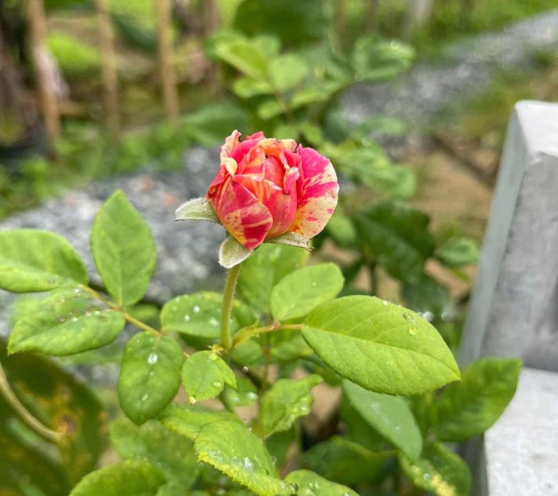 Photo of Others in Cam Chau