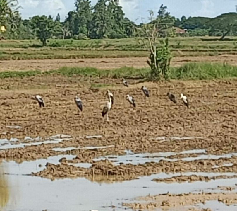 Photo of Others in Ngulang
