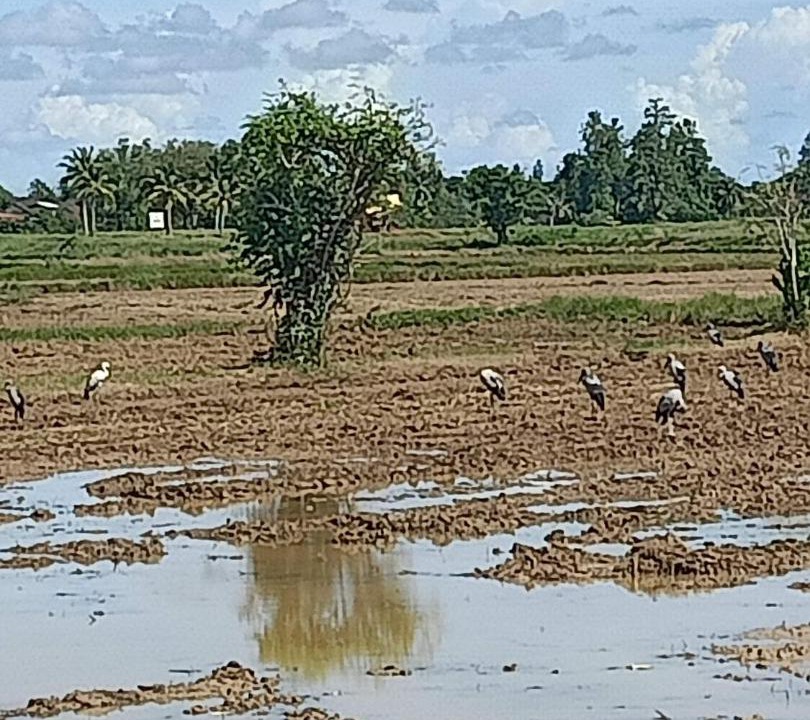 Photo of Others in Ngulang