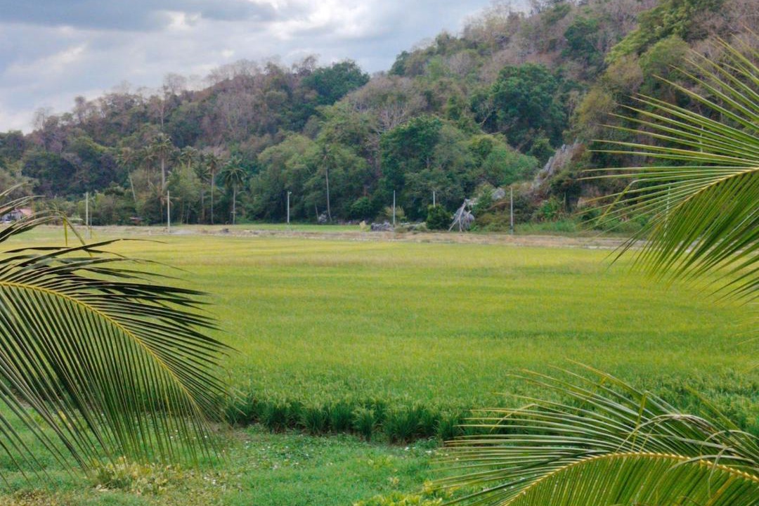 Photo of Others in Kuala Perlis