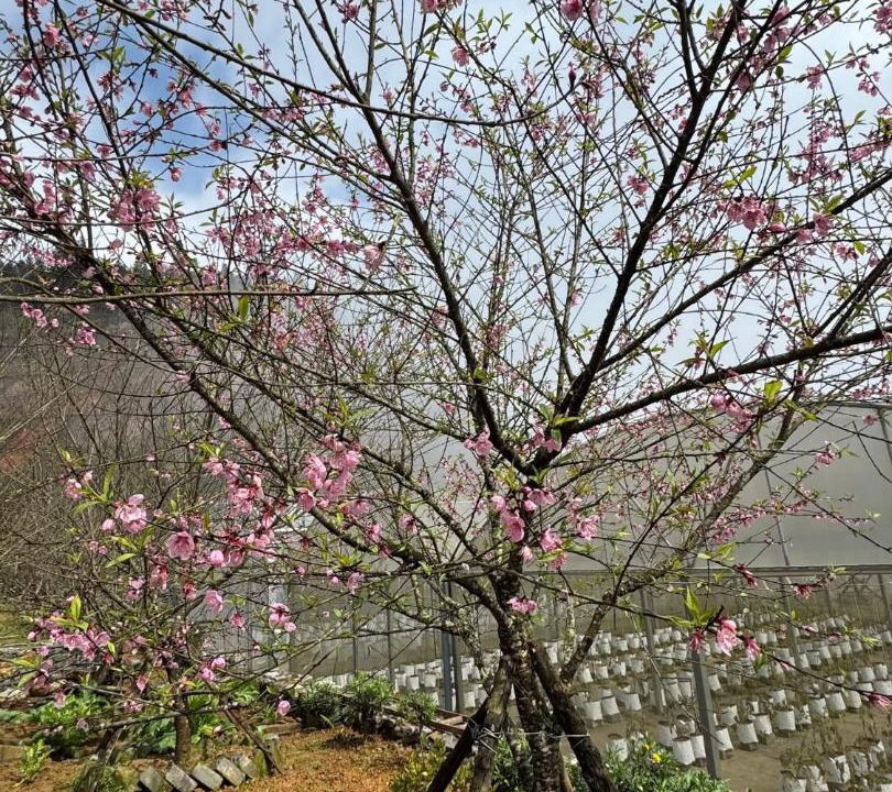 Photo of Outdoor in Sa Pa