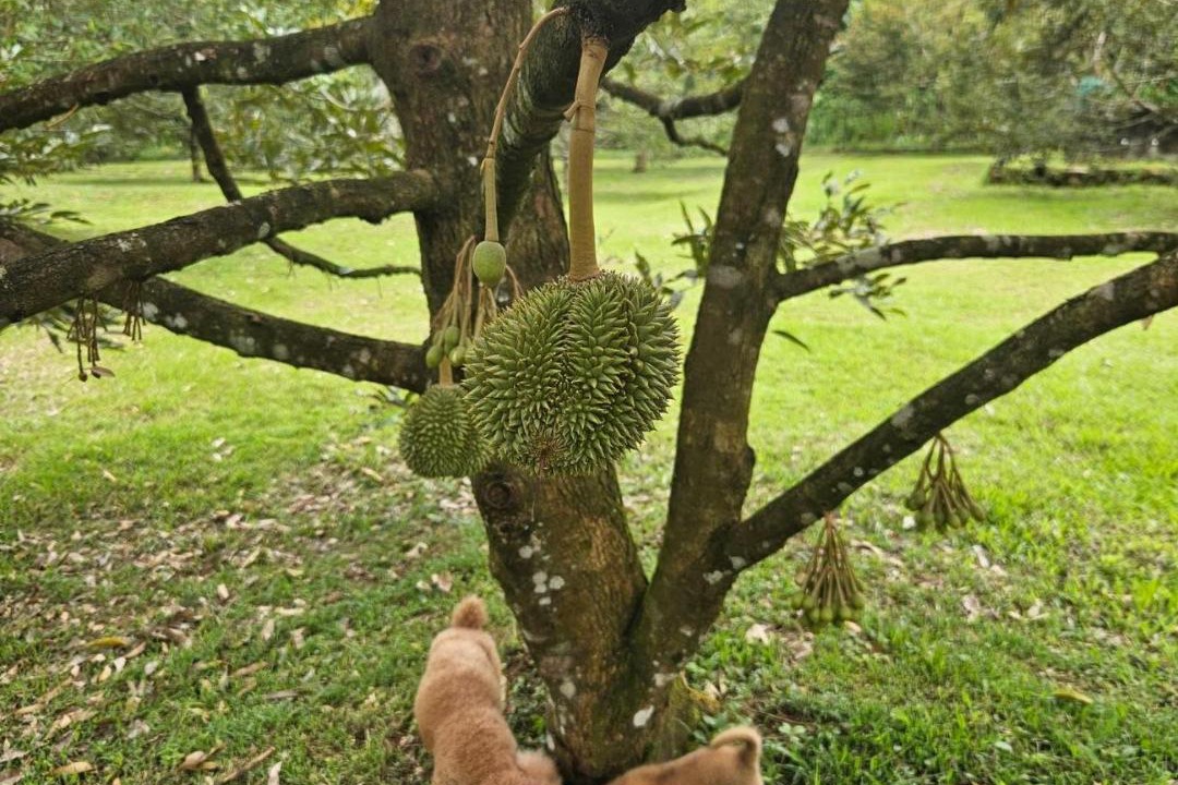 Photo of Others in Siburan