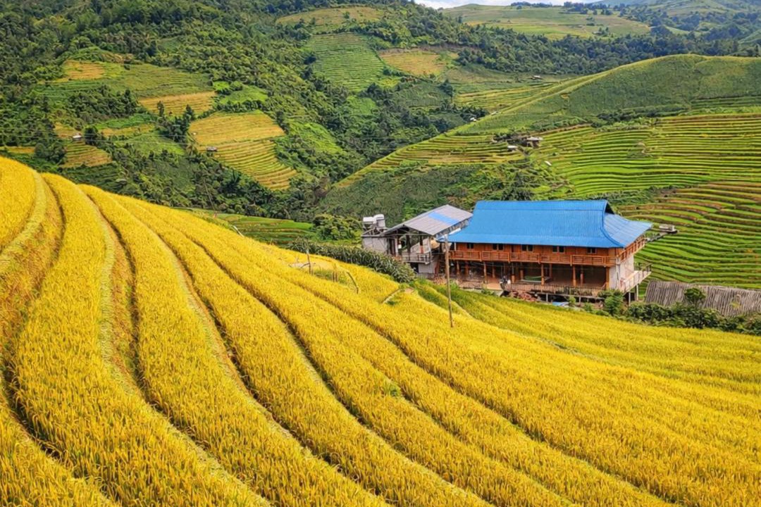 Photo of Others in Mu Cang Chai