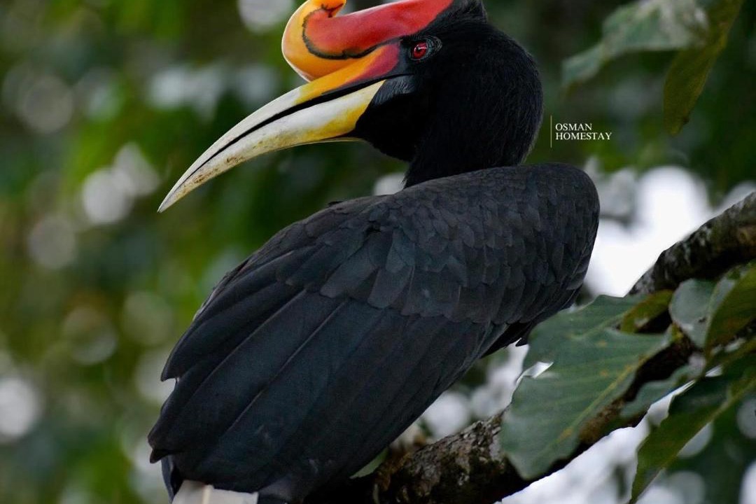 Photo of Others in Kota Kinabatangan