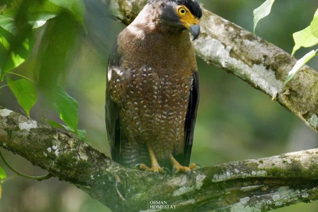 Photo of Others in Kota Kinabatangan