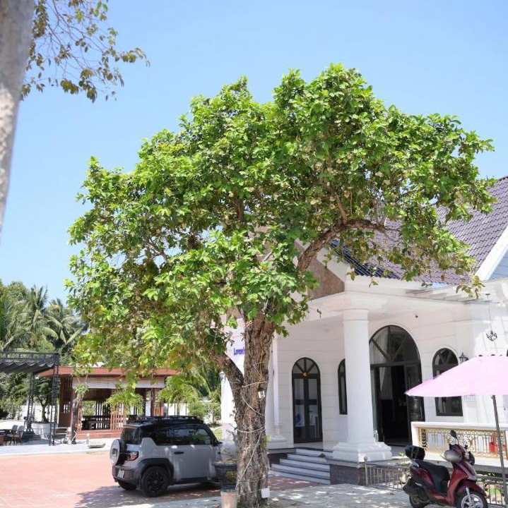 Photo of Others in Hoai Nhon