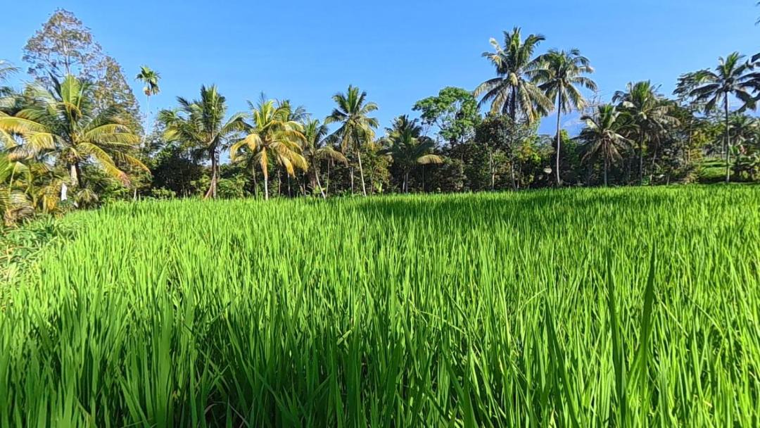 Photo of Others in Tetebatu