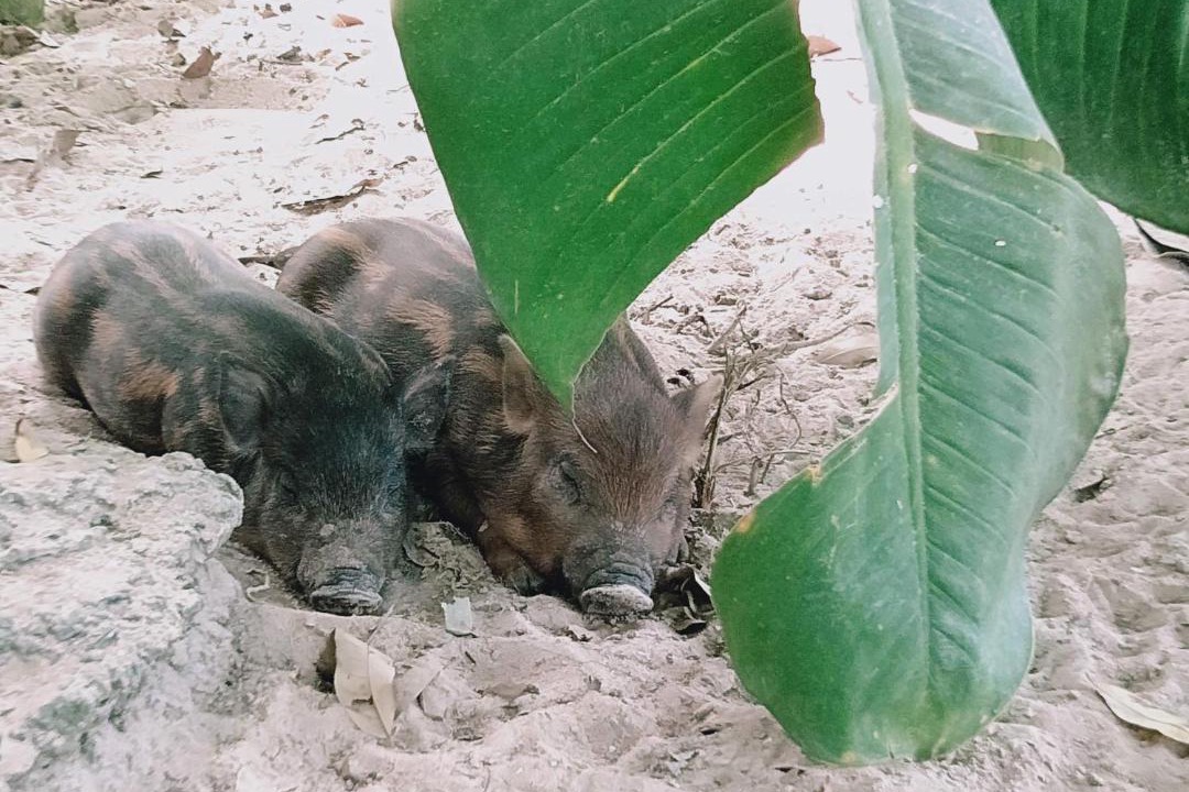 Photo of Others in Cu Chi