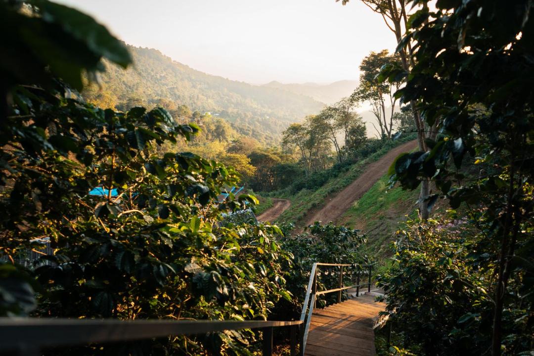 Photo of Others in Chiang Rai Province