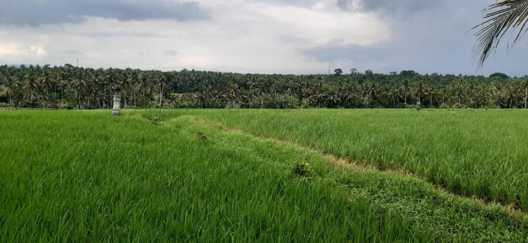 Photo of Others in Kerambitan