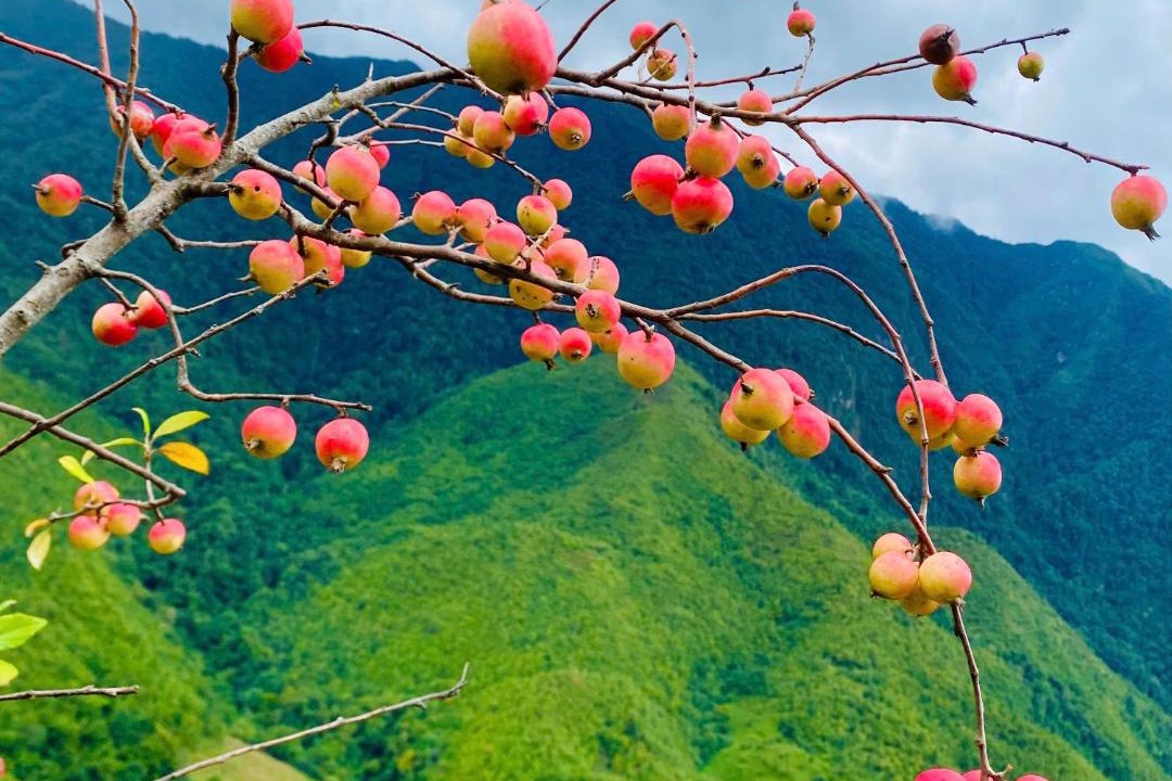 Photo of Others in Muong La