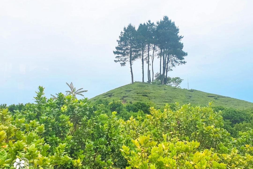 Photo of Others in Moc Chau