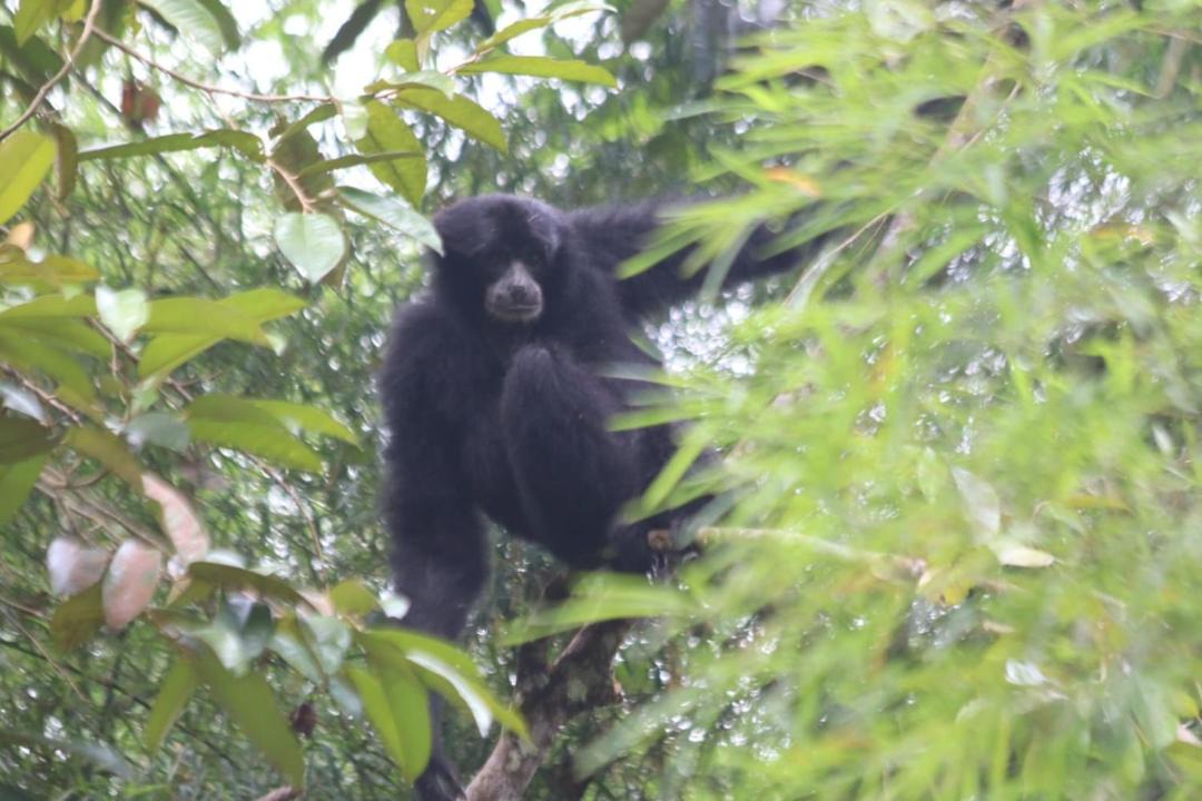 Photo of Others in Bohorok