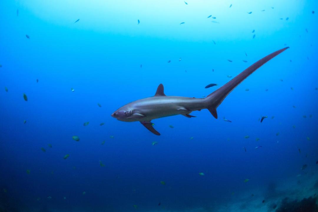 Photo of Others in Maratua Island