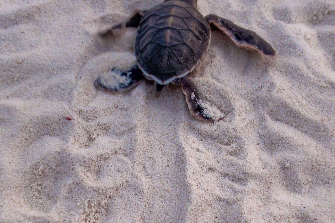 Photo of Others in Maratua Island
