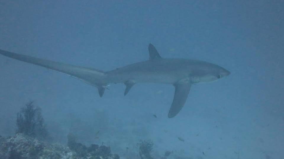 Photo of Others in Maratua Island