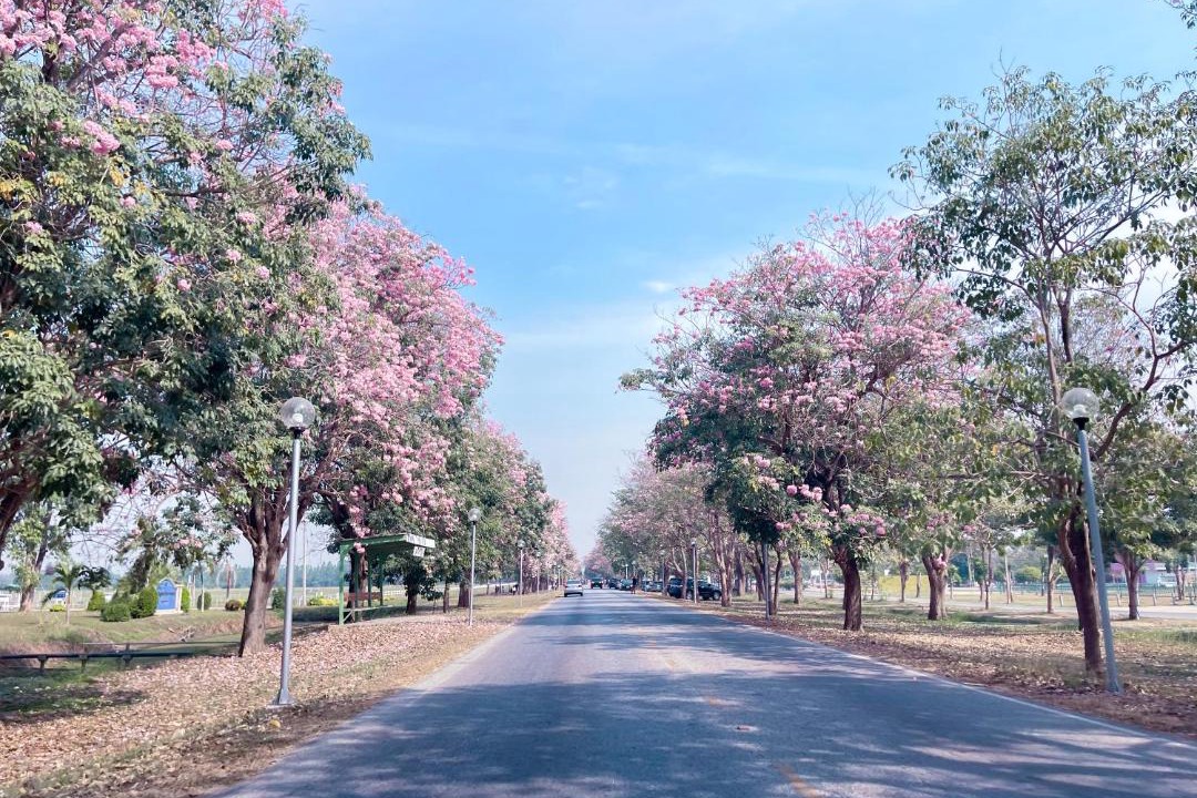 Photo of Others in Kamphaeng Saen