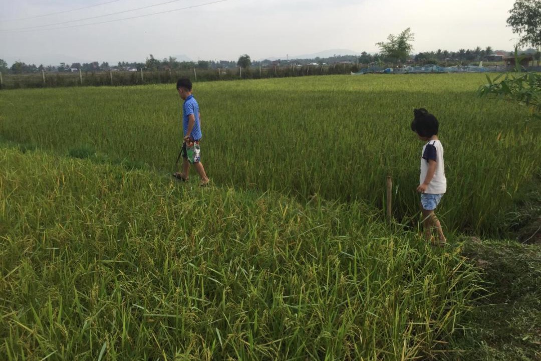 Photo of Others in Phon Hong