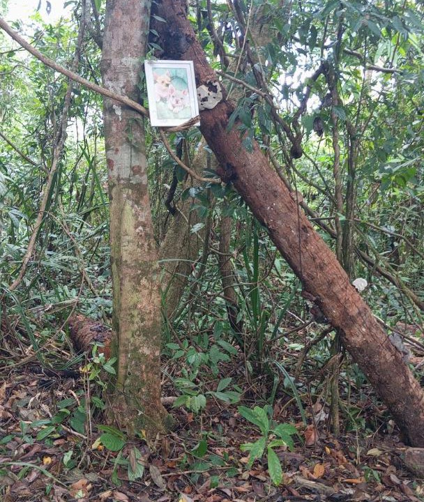Photo of Outdoor in Laem Sak