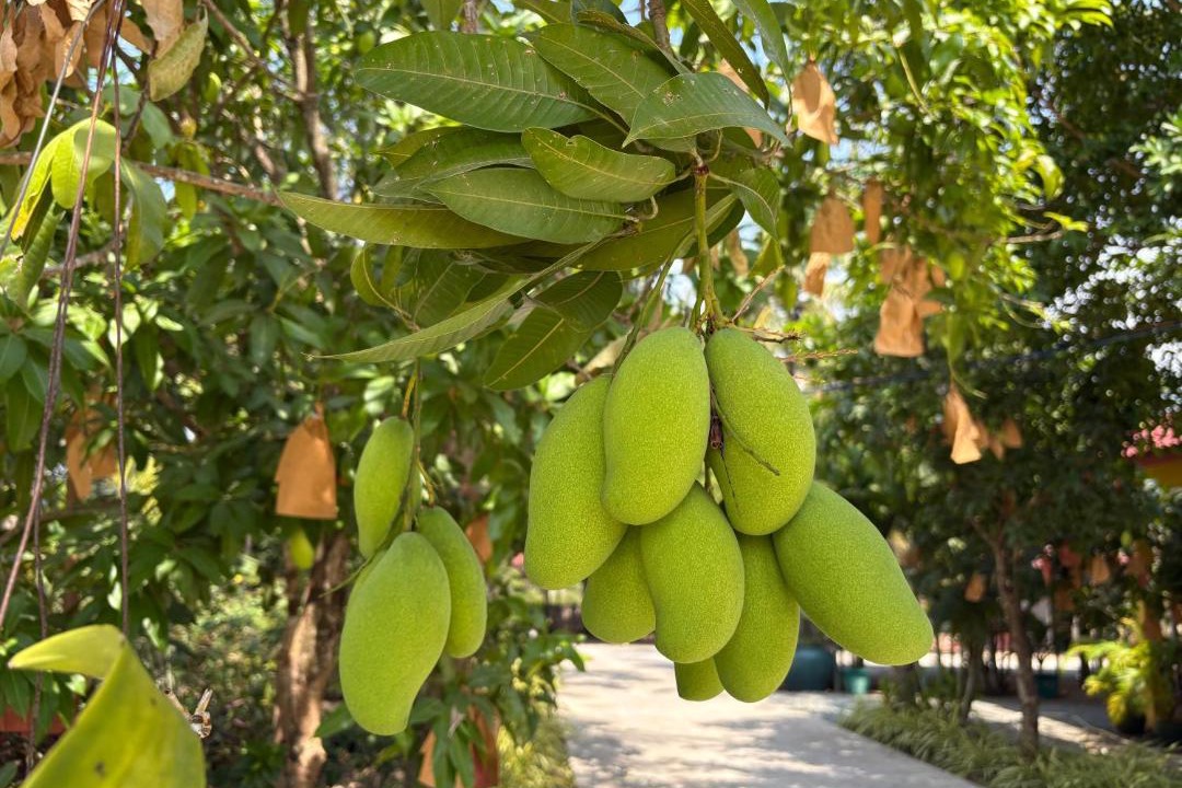 Photo of Others in Kep