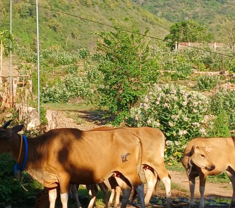 Photo of Others in Hu'u