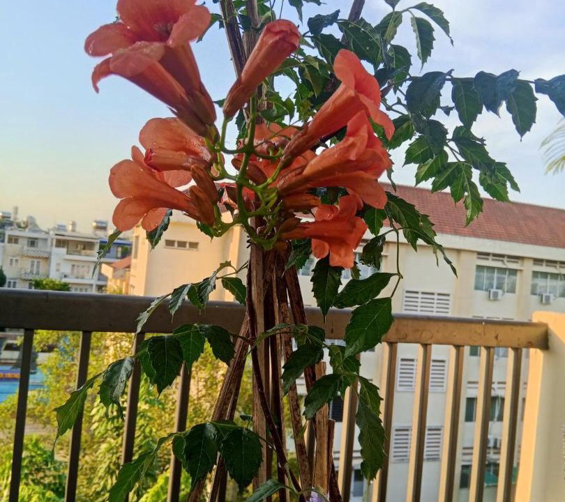 Photo of Patio Balcony in Binh Thanh