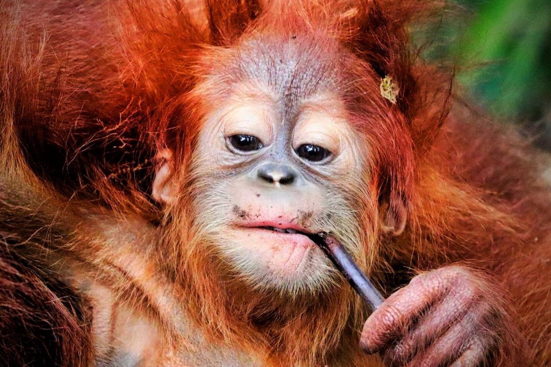 Photo of Human In Picture in Bukit Lawang