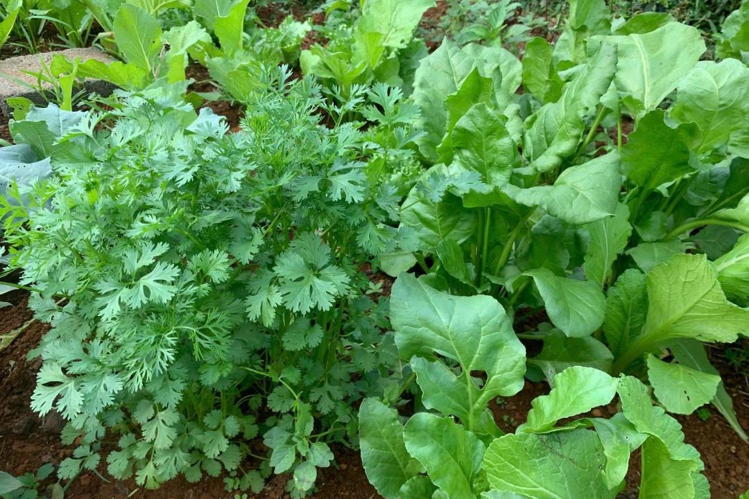 Photo of Outdoor in Bao Loc