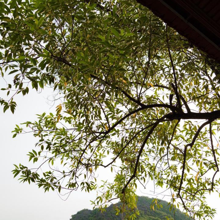 Photo of Others in Hoa Lu