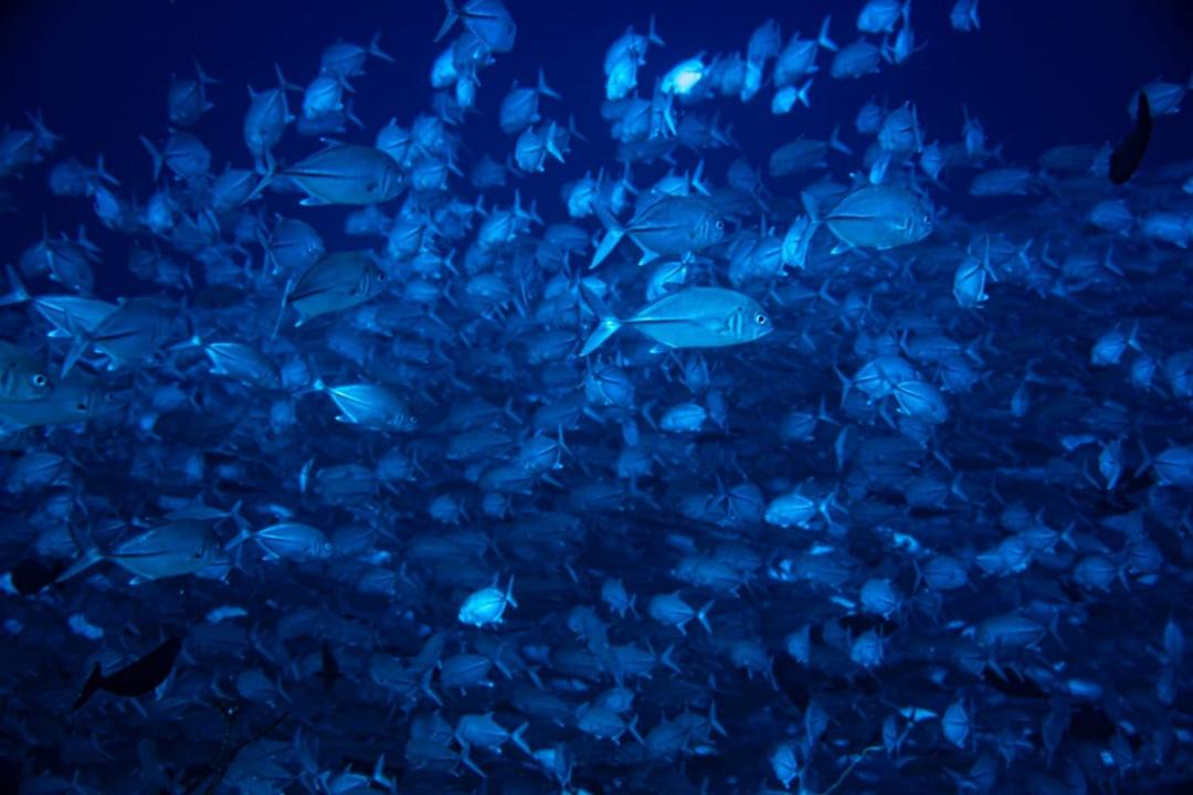 Photo of Others in Maratua Island