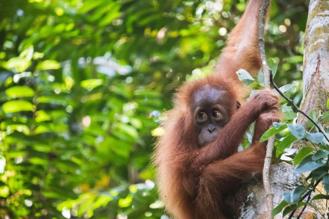 Photo of Others in Bukit Lawang