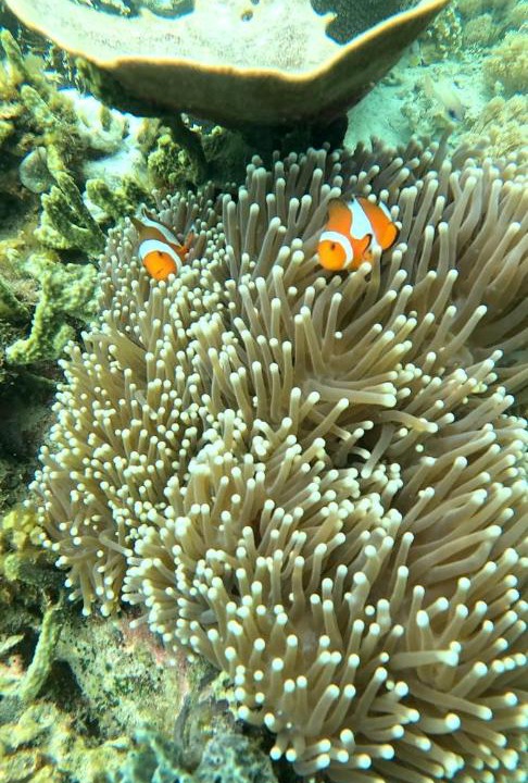 Photo of Others in Sumbawa Besar