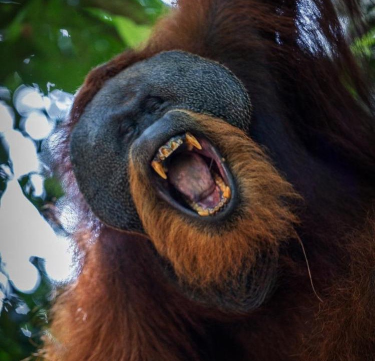 Photo of Human In Picture in Bukit Lawang