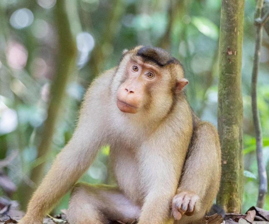 Photo of Others in Bukit Lawang
