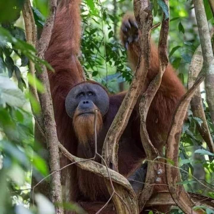 Photo of Others in Bukit Lawang