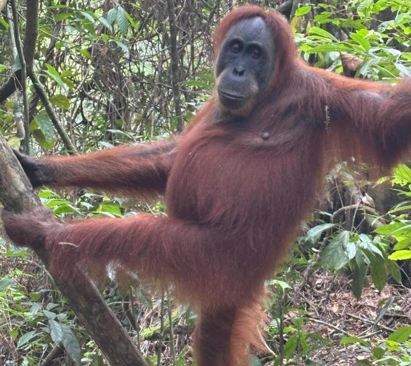 Photo of Others in Bukit Lawang