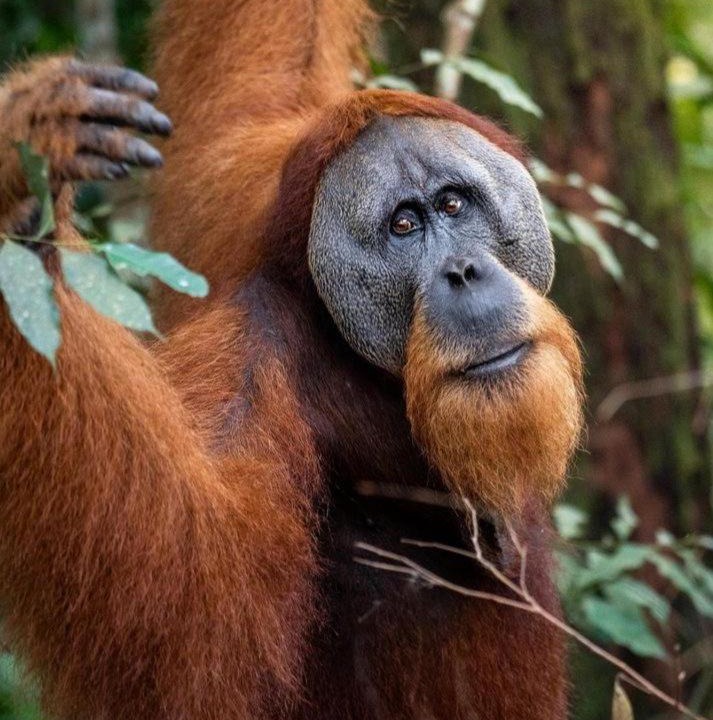 Photo of Human In Picture in Bukit Lawang