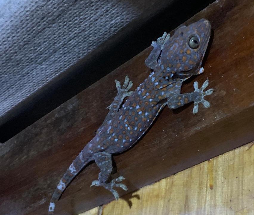 Photo of Others in Koh Rong Sanloem