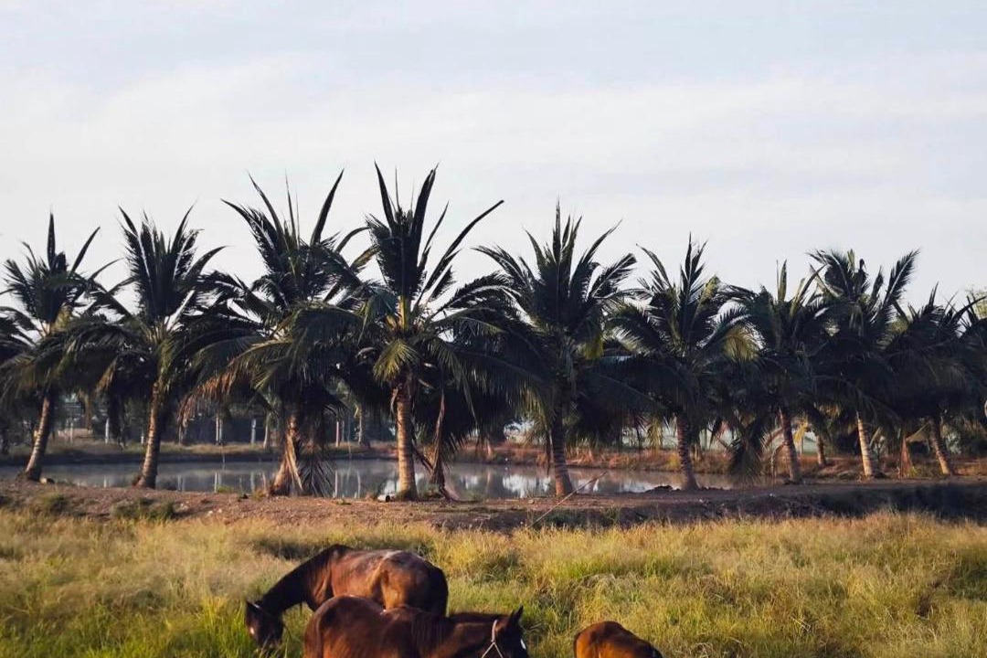 Photo of Others in Sankhaburi