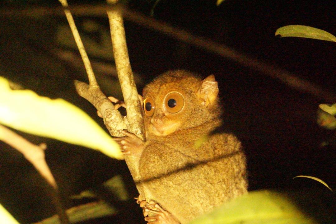 Photo of Others in Kalimantan