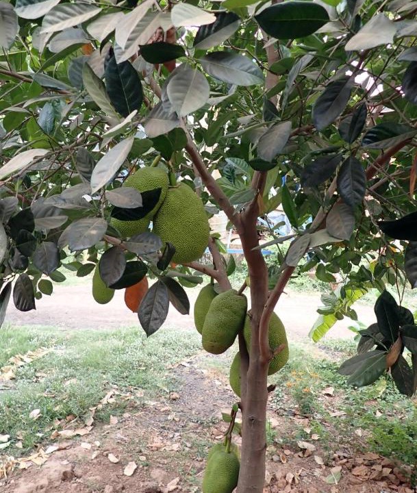 Photo of Others in Tboung Khmum