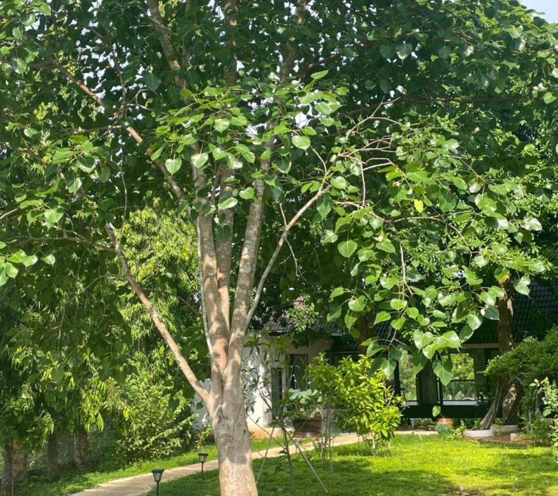 Photo of Outdoor in Chau Duc