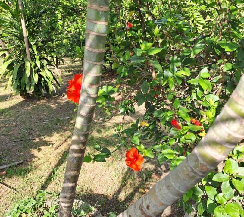 Photo of Others in Lop Buri