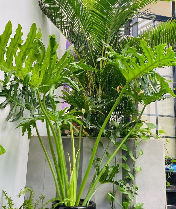 Photo of Others in Quang Ngai