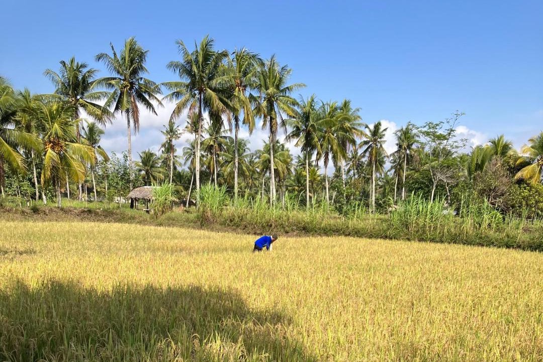 Photo of Others in Cijulang