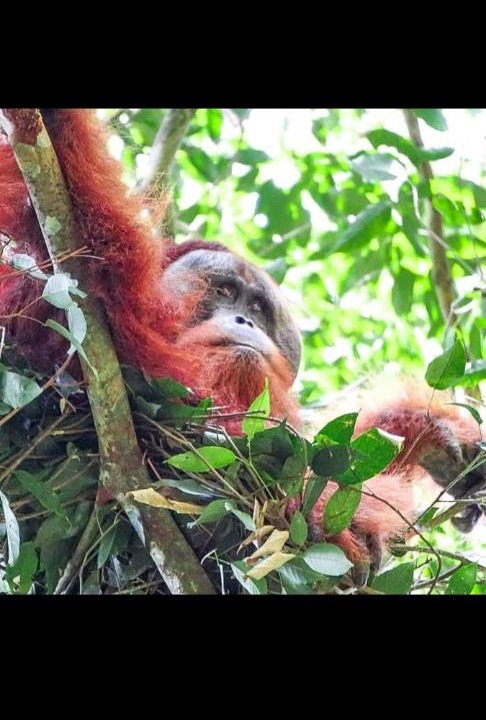 Photo of Others in Bukit Lawang
