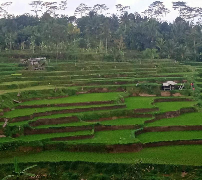 Photo of Others in Tetebatu