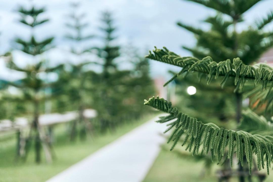 Photo of Outdoor in Kosamphi