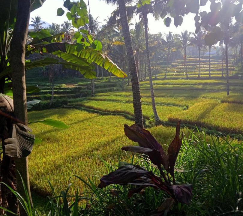 Photo of Others in Tetebatu