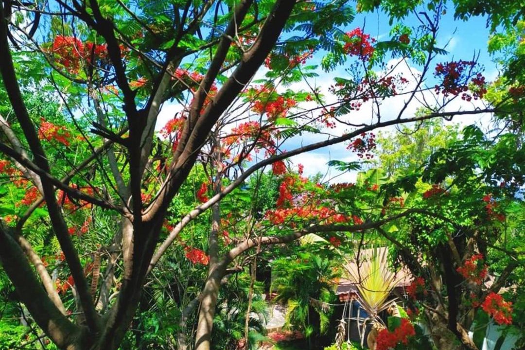 Photo of Others in Den Chai